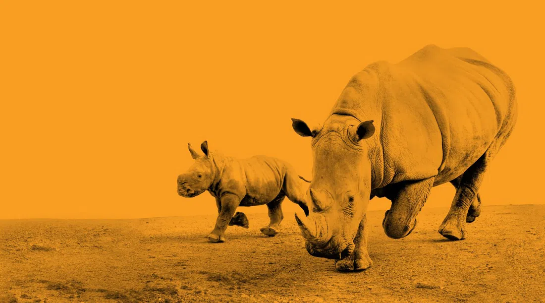 Auckland Zoo, Auckland
