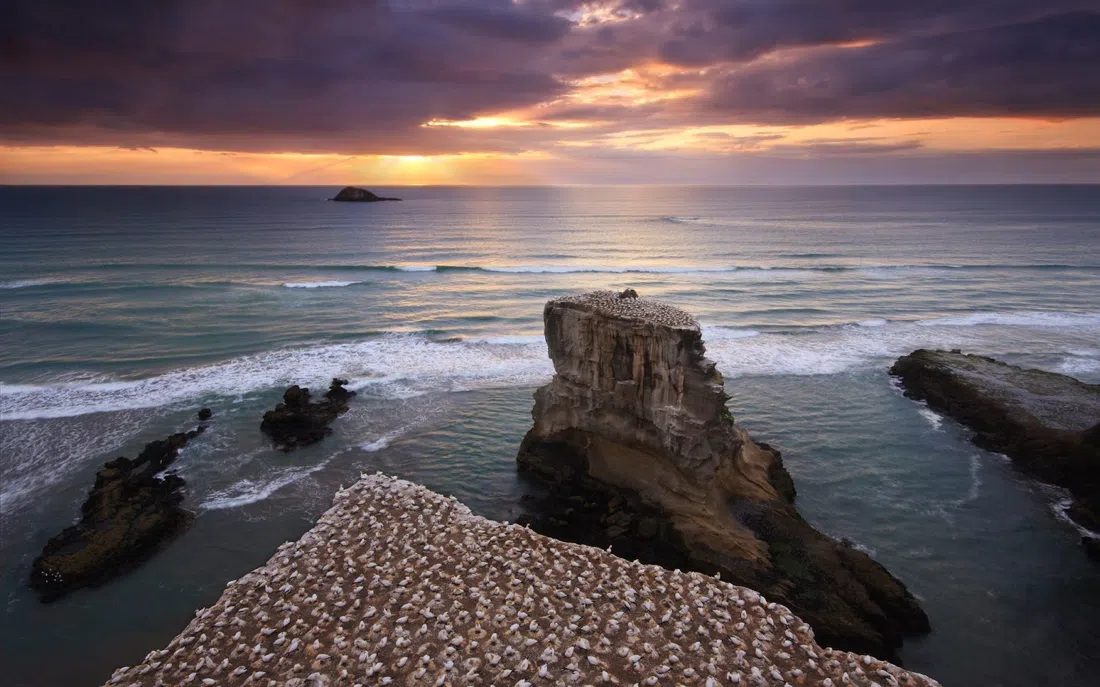 Takapu Refuge Muriwai Gannet Colony, Auckland