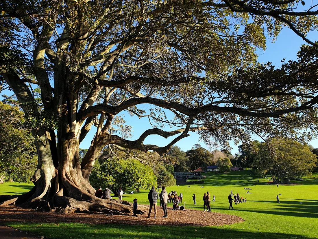 Maungakiekie / One Tree Hill — Cornwall Park, Auckland