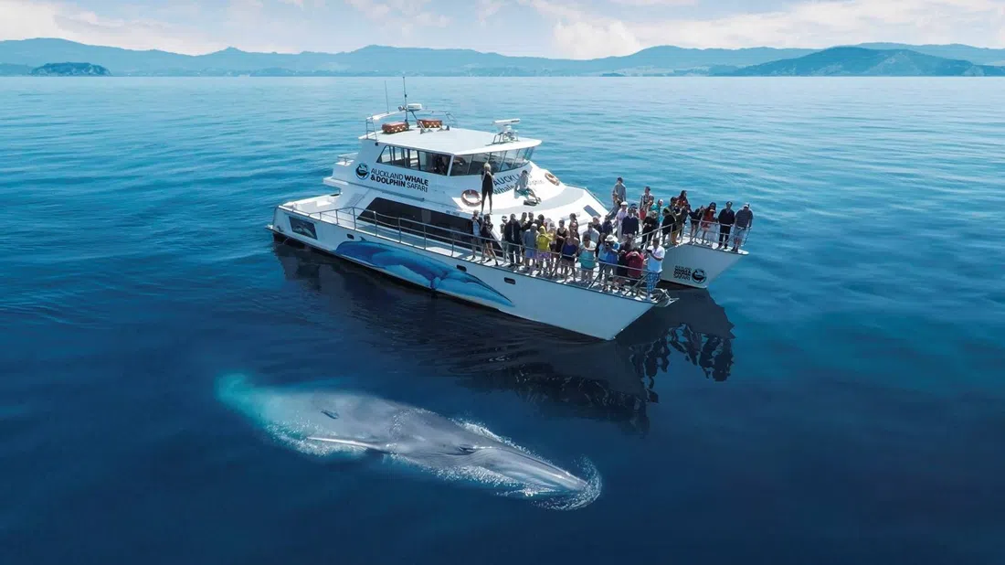 Auckland Whale & Dolphin Safari, Auckland