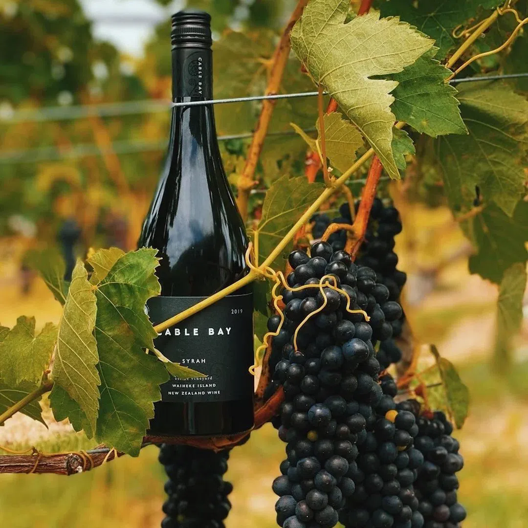 Cable Bay Vineyards, Auckland