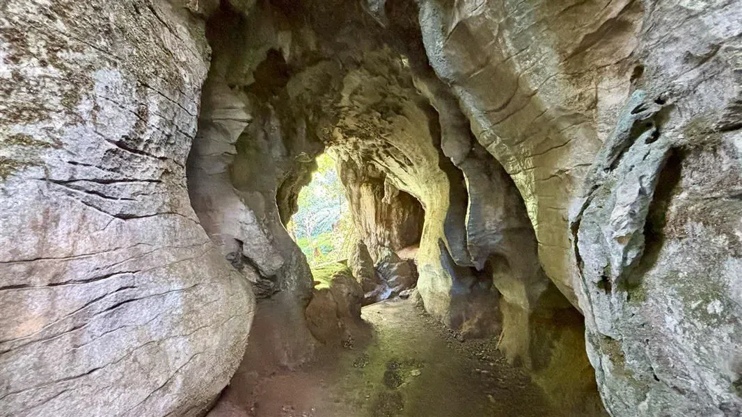 Ruakuri Bush Walk et tunnel naturel, Auckland